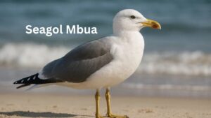 Seagol Mbua