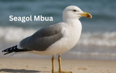 Seagol Mbua